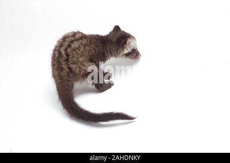 Le bébé palm civet asiatique ou luwak (Paradoxurus hermaphroditus) est un viverrid originaire d'Asie du Sud et du sud-est. isolé sur fond blanc Banque D'Images