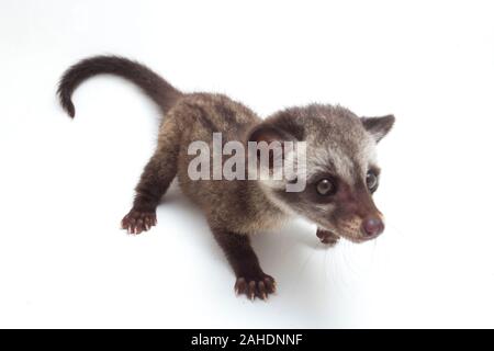 Le bébé palm civet asiatique ou luwak (Paradoxurus hermaphroditus) est un viverrid originaire d'Asie du Sud et du sud-est. isolé sur fond blanc Banque D'Images