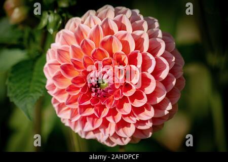 Plus gros plan d'une belle orange et rose 'décoratif Suffusion Hillcrest' Dahlia fleur qui s'épanouit au soleil Banque D'Images