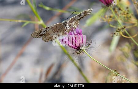 Blanc marbré des Balkans (Melanargia larissa), Corfou, Grèce Banque D'Images