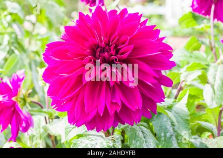 Dahlia Thomas E. EdisoN affichage rose lumineux fleurit en septembre à UK Banque D'Images