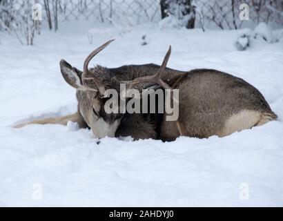 La sieste le cerf mulet dans notre cour. Banque D'Images