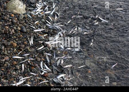 Des milliers de petits poissons, d'anchois, échoués sur le rivage à White Rock Beach, au sud de Vancouver, BC Canada le 25 décembre 2019. Des foules de dessin d'oiseau Banque D'Images