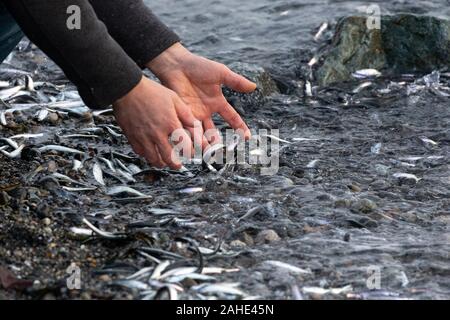 Des milliers de petits poissons, d'anchois, échoués sur le rivage à White Rock Beach, au sud de Vancouver, BC Canada le 25 décembre 2019. Des foules de dessin d'oiseau Banque D'Images