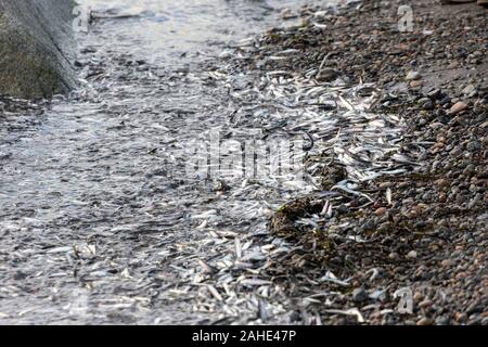 Des milliers de petits poissons, d'anchois, échoués sur le rivage à White Rock Beach, au sud de Vancouver, BC Canada le 25 décembre 2019. Des foules de dessin d'oiseau Banque D'Images