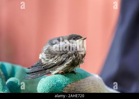 Un oisillon Violet-green swallow, tombé de son nid, perché sur la main gantée d'un homme (non visible), fixant en toute confiance à son sauveur. Banque D'Images