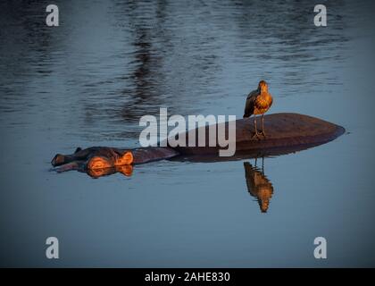 Hippo dans l'eau en Afrique du Sud. Banque D'Images