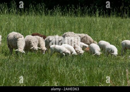 Moutons hybrides peuvent survivre uniquement sur l'herbe à l'Tuckahoe Plantation, dans la région de Richmond, en Virginie le 5 mai 2011. Une clôture électrifiée garder dans le bon troupeau des pâturages où ils se nourrissent de l'herbe et laisser l'engrais riche en éléments nutritifs pour revitaliser le sol, l'amélioration de la repousse. La plantation a été la maison d'enfance du président Thomas Jefferson de 1745 jusqu'en 1752, aujourd'hui, c'est une ferme avec du bétail, des moutons, des poulets et des lapins qui fournit la viande pour ligne de chute de fermes d'un moyeu de l'alimentation locale. Ligne de chute de fermes offre une grande variété d'aliments de base et des articles spécialisés sur un inventaire des fruits Banque D'Images