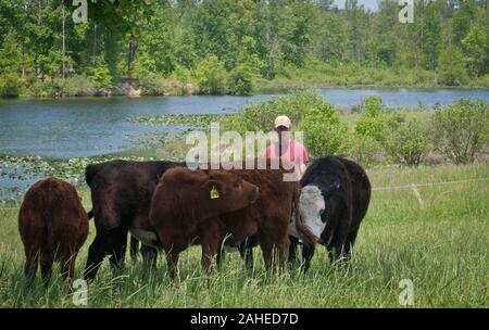 Bovins élevés par Bruce Johnson au Dragonfly ferme sont élevés en liberté, nourris à l'herbe, et très stressant à Beaverdam, VA, le 6 mai 2011, étant donné qu'ils passent la journée un pâturage itinérant ou d'un autre pâturage et à se reposer à l'ombre des arbres. Bien qu'ils ont une belle vue sur un étang d'eau douce, ils pas autorisés dans ou près de le garder propre et claire. Utilisation séquentielle des pâturages permet à l'herbe et de la terre à se régénérer et récupérer. Libellule et d'autres fermes produisent de la viande produits énumérés et commandée sur le site web de l'alimentation locale Lulus et distribué par ligne de chute de fermes food hub qui offrent une grande variété d'aliments des ménages sta Banque D'Images