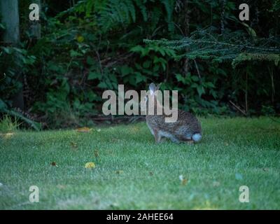 Lapin sauvage dans la cour Banque D'Images