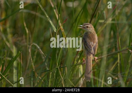 La plain Prinia (prinia inornata), également connu sous le nom de la plaine wren-orangée ou white-browed wren-orangée, est une petite espèce southeas cisticolid dans Banque D'Images