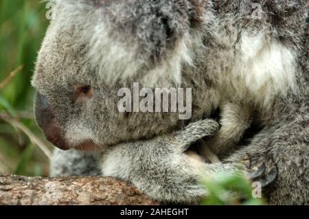 Gros plan de la tête d'un Koala (Phascolarctos cinereus) prises dans le Koala Park, Sydney. NSW, Australie. Banque D'Images