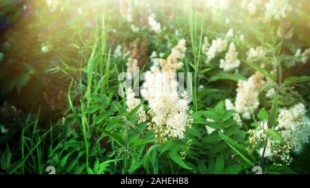 Spiraea à feuilles étroites (Spiraea alba) dans un pré dans une clairière de la forêt Banque D'Images