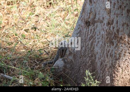 Jeune écureuil rouge dans un parc naturel à l'ombre et la lumière du matin. Animal très mignon, intéressant à propos de son environnement, colorée, à la fu Banque D'Images