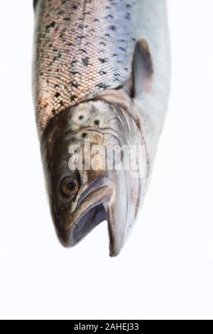 Portrait de tête de poisson. Un hybride du saumon atlantique (Salmo salar) et la truite de mer (Salmo trutta), clipping sur la queue plus faibles, comme la truite. Golfe de Finlan Banque D'Images