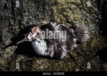 Le petit canard, canards harle birdy perdu. Peut-être que chick est mort à cause de la pollution de l'eau, l'empoisonnement d'animaux Banque D'Images