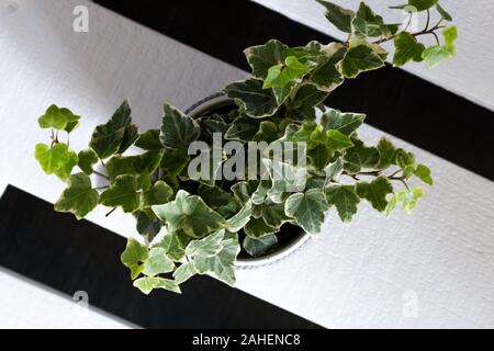 Lierre en pot sur une palette en bois peint en blanc à l'accueil Banque D'Images