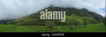 Palmiers de cire Ceroxylon quindiuense) (panorama, vallée de Cocora, Salento, Colombie Banque D'Images