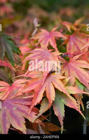 Acer palmatum 'Kurabu yama' feuilles à l'automne. Banque D'Images