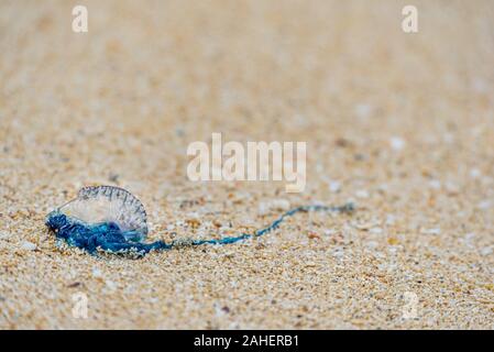 Portuguese Man-O-War échoués sur Waimanalo Beach à Hawaii Banque D'Images