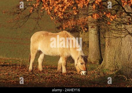 Norwegian Fjord Horse pâturage sur un pâturage à l'automne Banque D'Images