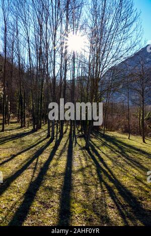 Sun shining through Starburst arbres d'hiver, l'Ariège, Pyrénées, France Banque D'Images