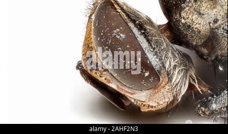 Photographie Macro de mouche morte sur fond isolé Banque D'Images