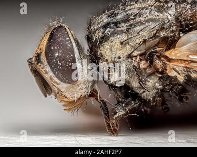 Photographie Macro de mouche morte sur fond isolé Banque D'Images