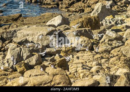 Le bécasseau sanderling (Calidris alba ) en vol à Papoa Point Peniche Estremadura Portugal Banque D'Images