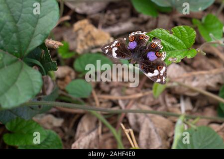 Bleu foncé, Pansy Junonia oenone, Nymphalidae, Mto Wa Mbu, Tanzanie Banque D'Images