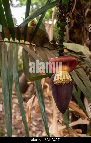 Fleur de banane rouge, Musa acuminata, Musaceae, Mto Wa Mbu, Tanzanie, Africa Banque D'Images