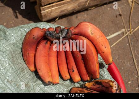 Banane rouge, Musa acuminata, Musaceae, Mto Wa Mbu, Tanzanie, Africa Banque D'Images