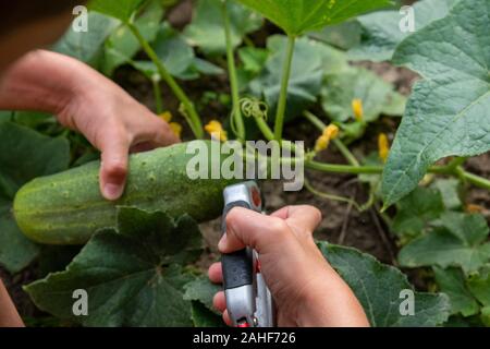 Les récoltes d'un enfant des concombres vert dans le jardin avec cisailles Banque D'Images