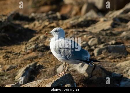 Yellow-Legged ( Larus michahellis Goéland ) à Papoa Point Peniche Estremadura Portugal Banque D'Images