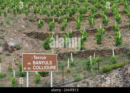 Vignoble Le paysage près de Banyuls sur Mer, Pyrénées Orientales, Roussillon, côte Vermeille, France Banque D'Images