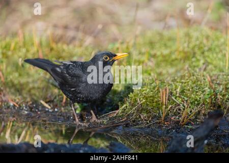 Amsel Maennchen, Turdus merula Blackbird mâle, Banque D'Images