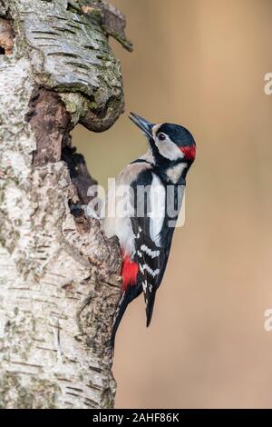 Buntspecht Maennchen, Dendrocopos major pic épeiche mâle, Banque D'Images