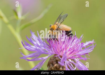 Hosenbiene Weibchen, Dasypoda hirtipes, femme Pantalon bee Banque D'Images