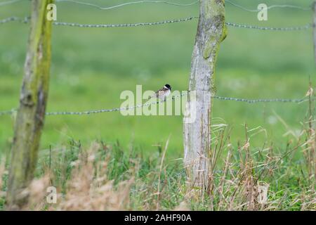 Maennchen Rohrammer Emberiza schoeniclus, homme, Reed Bunting Banque D'Images