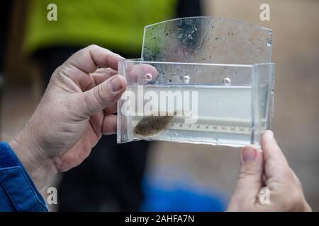 Thames Water Fish Survey réalisée par la Société zoologique de Londres (ZSL) dans l'estuaire de la Tamise près de Greenwich, au sud-est de Londres, Royaume-Uni Banque D'Images