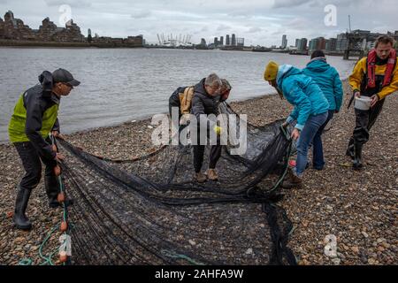 Thames Water Fish Survey réalisée par la Société zoologique de Londres (ZSL) dans l'estuaire de la Tamise près de Greenwich, au sud-est de Londres, Royaume-Uni Banque D'Images