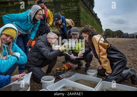 Thames Water Fish Survey réalisée par la Société zoologique de Londres (ZSL) dans l'estuaire de la Tamise près de Greenwich, au sud-est de Londres, Royaume-Uni Banque D'Images