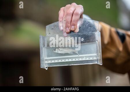 Thames Water Fish Survey réalisée par la Société zoologique de Londres (ZSL) dans l'estuaire de la Tamise près de Greenwich, au sud-est de Londres, Royaume-Uni Banque D'Images