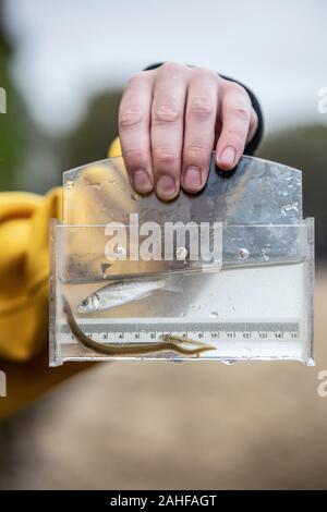 Thames Water Fish Survey réalisée par la Société zoologique de Londres (ZSL) dans l'estuaire de la Tamise près de Greenwich, au sud-est de Londres, Royaume-Uni Banque D'Images