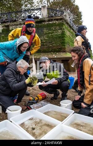 Thames Water Fish Survey réalisée par la Société zoologique de Londres (ZSL) dans l'estuaire de la Tamise près de Greenwich, au sud-est de Londres, Royaume-Uni Banque D'Images