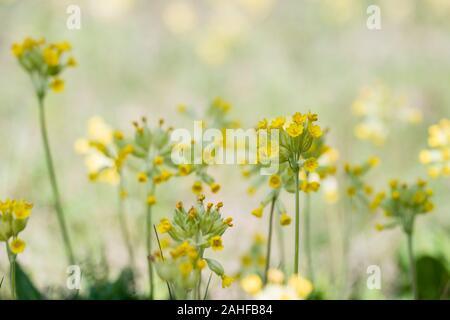 Echte Schluesselblume, Primula veris, coucou bleu Banque D'Images