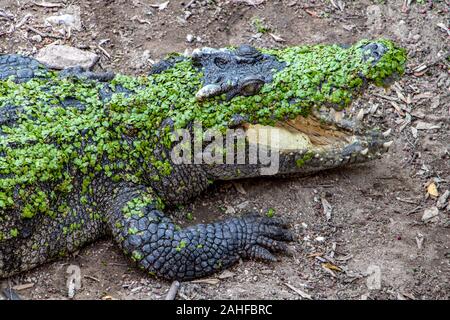 Crocodile couché sur la rive avec bouche ouverte et couverte de feuilles vertes de marais. Banque D'Images