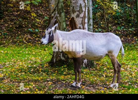 Portrait of a white oryx d'debout dans les pâturages, espèce d'antilope tropicaux de l'Arabie Banque D'Images