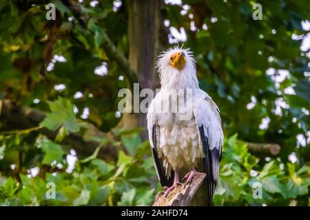 Libre d'un vautour égyptien blanc assis sur une branche d'arbre, des oiseaux tropicaux d'Afrique espèce chasse Banque D'Images