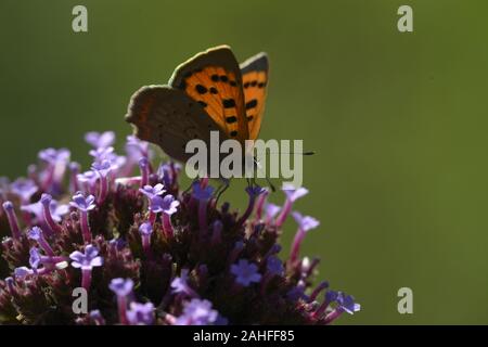 Petit Cuivre, Lycaena phlaeas se nourrissant de verveine bonariensis, Pays de Galles, Royaume-Uni Banque D'Images